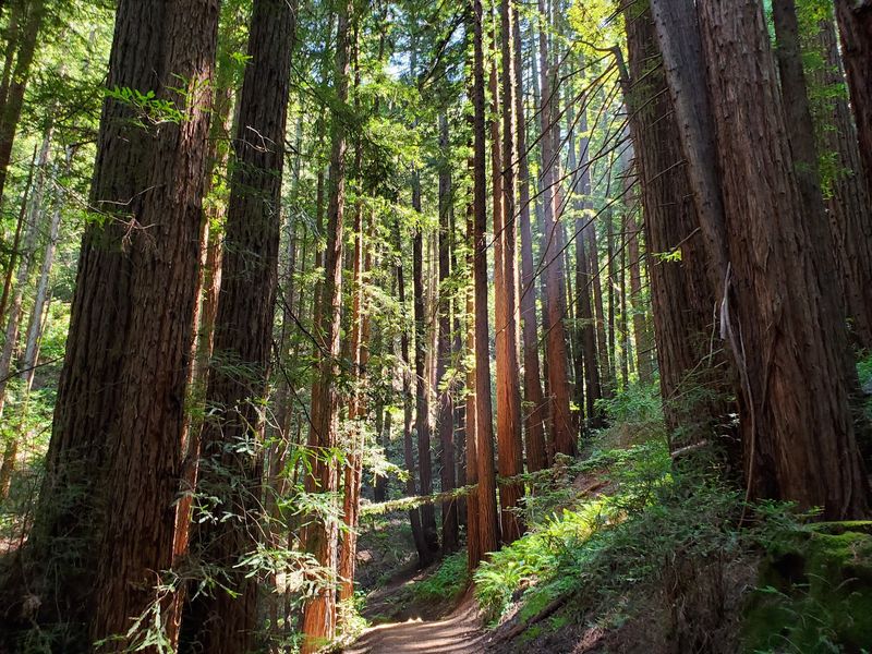 East Ridge Trail, Reinhardt Redwood Regional Park