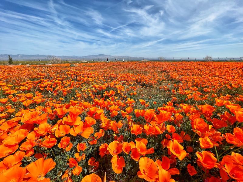 Antelope Valley California Poppy Reserve