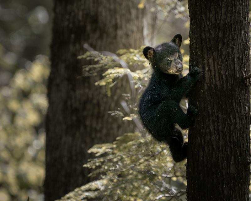 Give Wildlife a Wide Berth