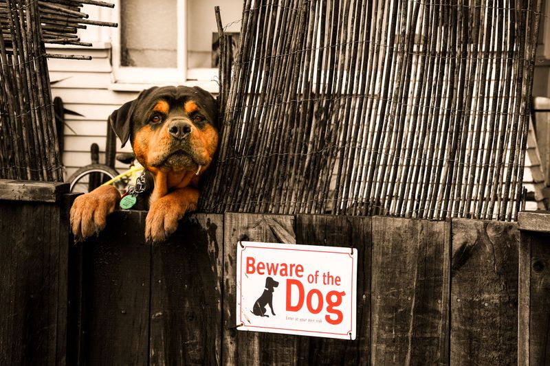 Your Neighbor's Pet Is Treated as Property Under Texas Law