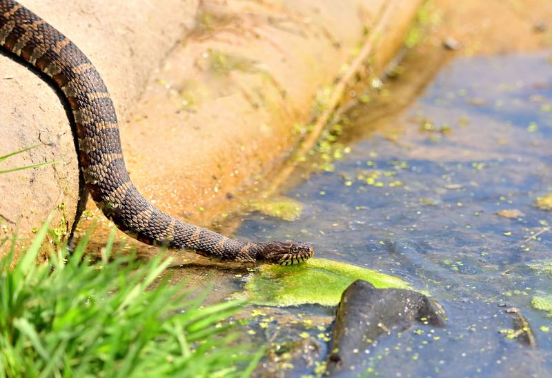 Not Every Snake Is Dangerous
