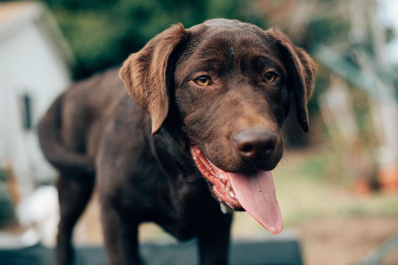 Labrador Retriever