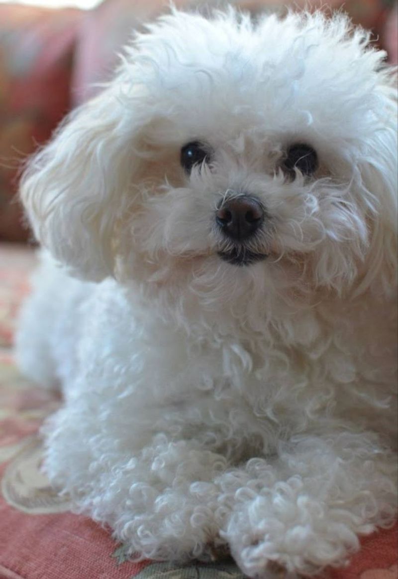 Bichon Frise