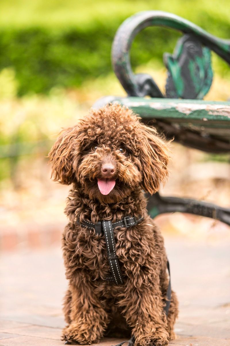 Miniature Poodle