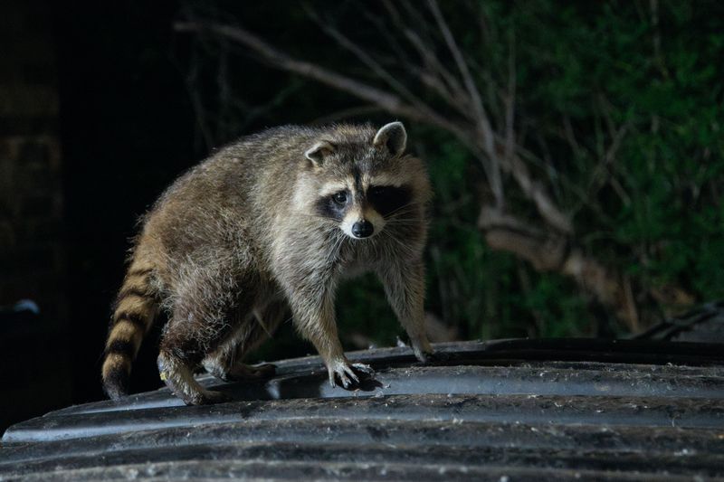 Raccoons, Skunks, and Foxes Visiting the Yard