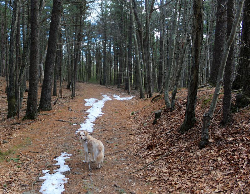 A leash is your best prevention tool