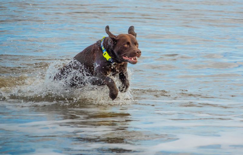 Chesapeake Bay Retriever