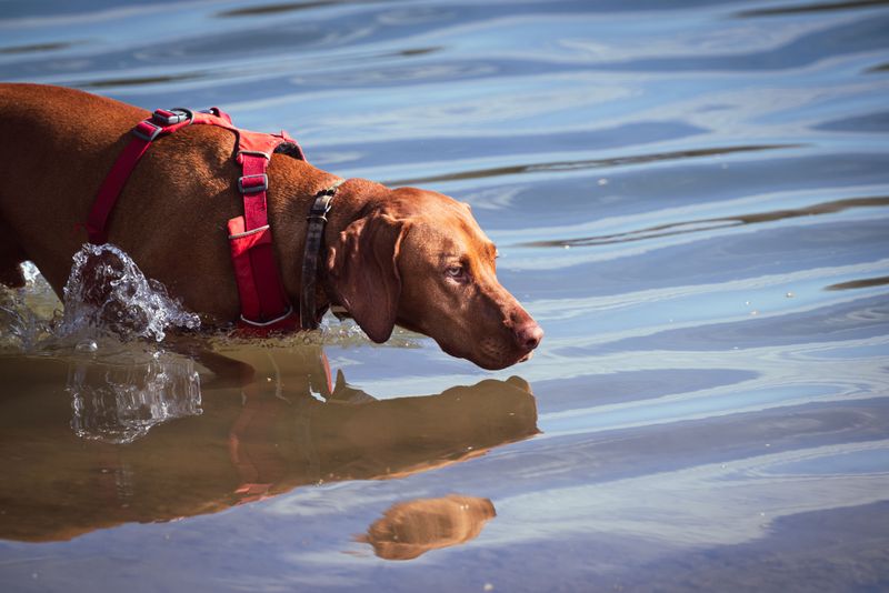 Vizsla