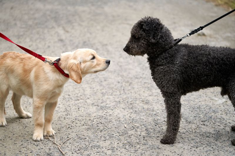 Spanish Water Dog
