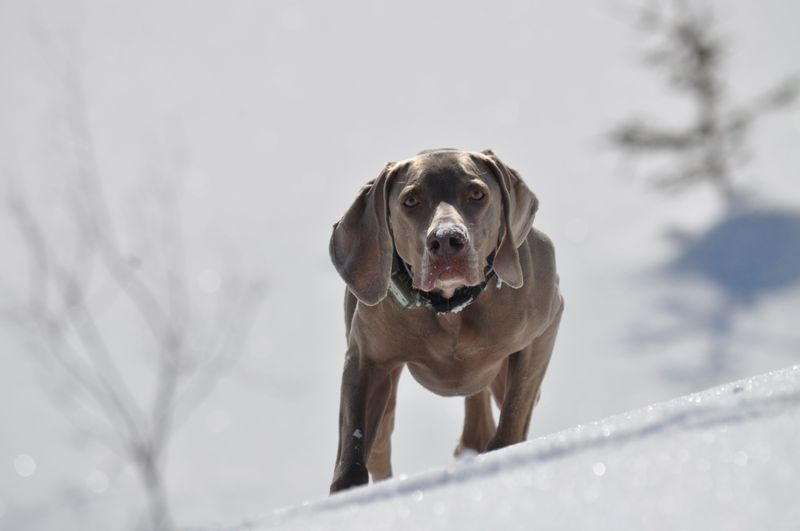 Weimaraner