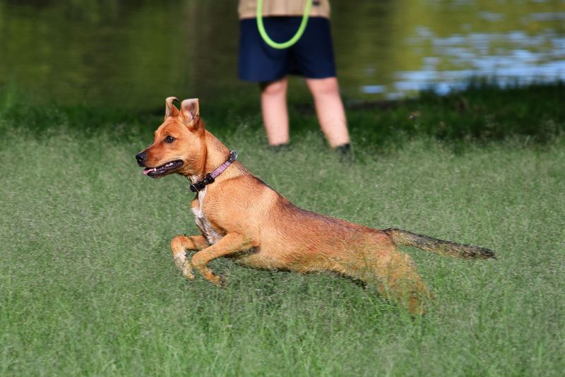 Carolina Dog
