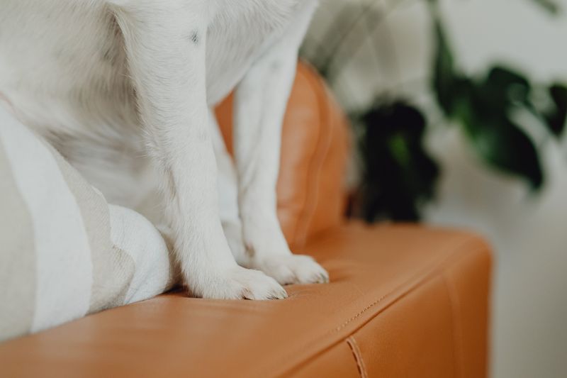 Wipe Down Before The Couch