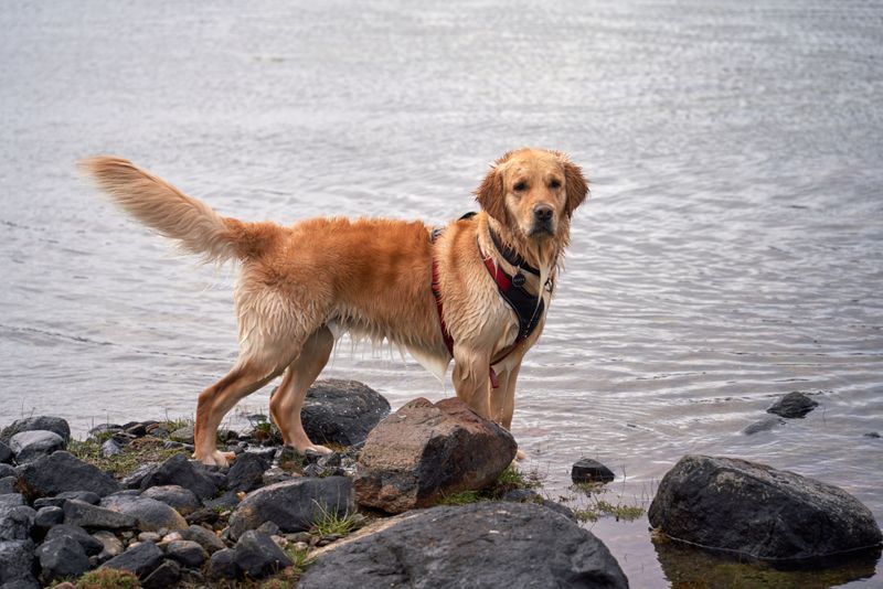 What to Do If Your Dog Swims in Questionable Water