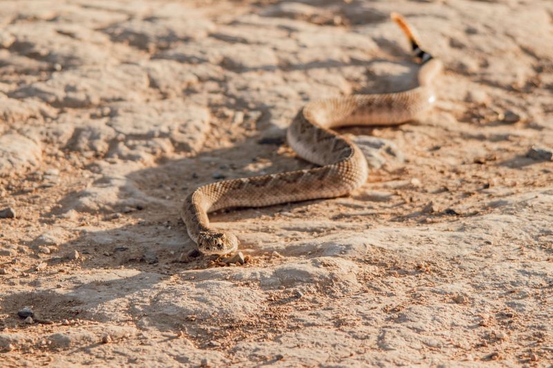 Mojave Rattlesnake