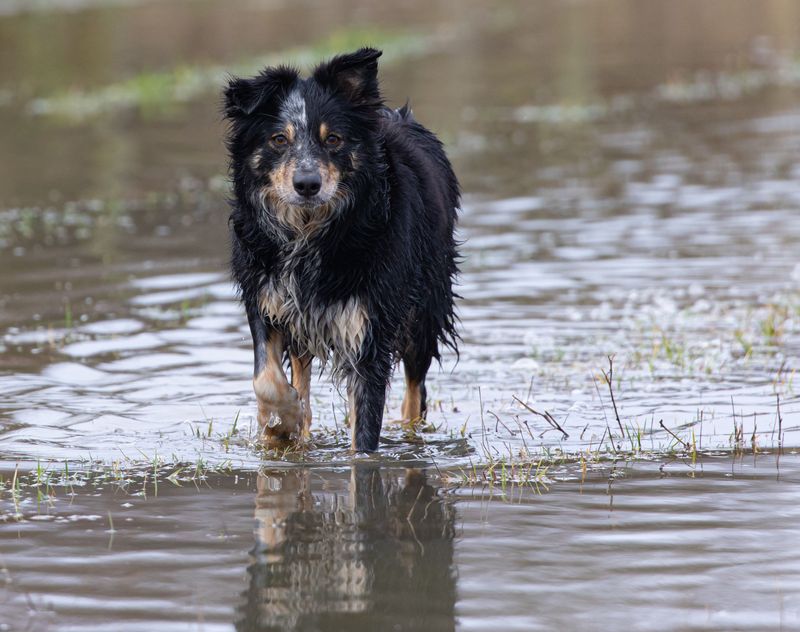 Protect Your Dog From Floodwater