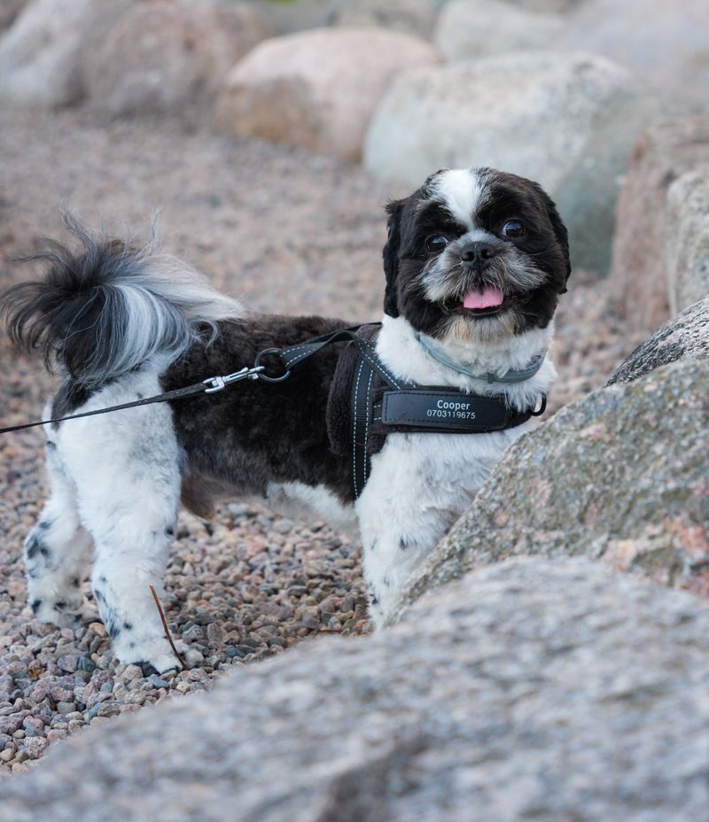 Bring A Secure Leash And Collar