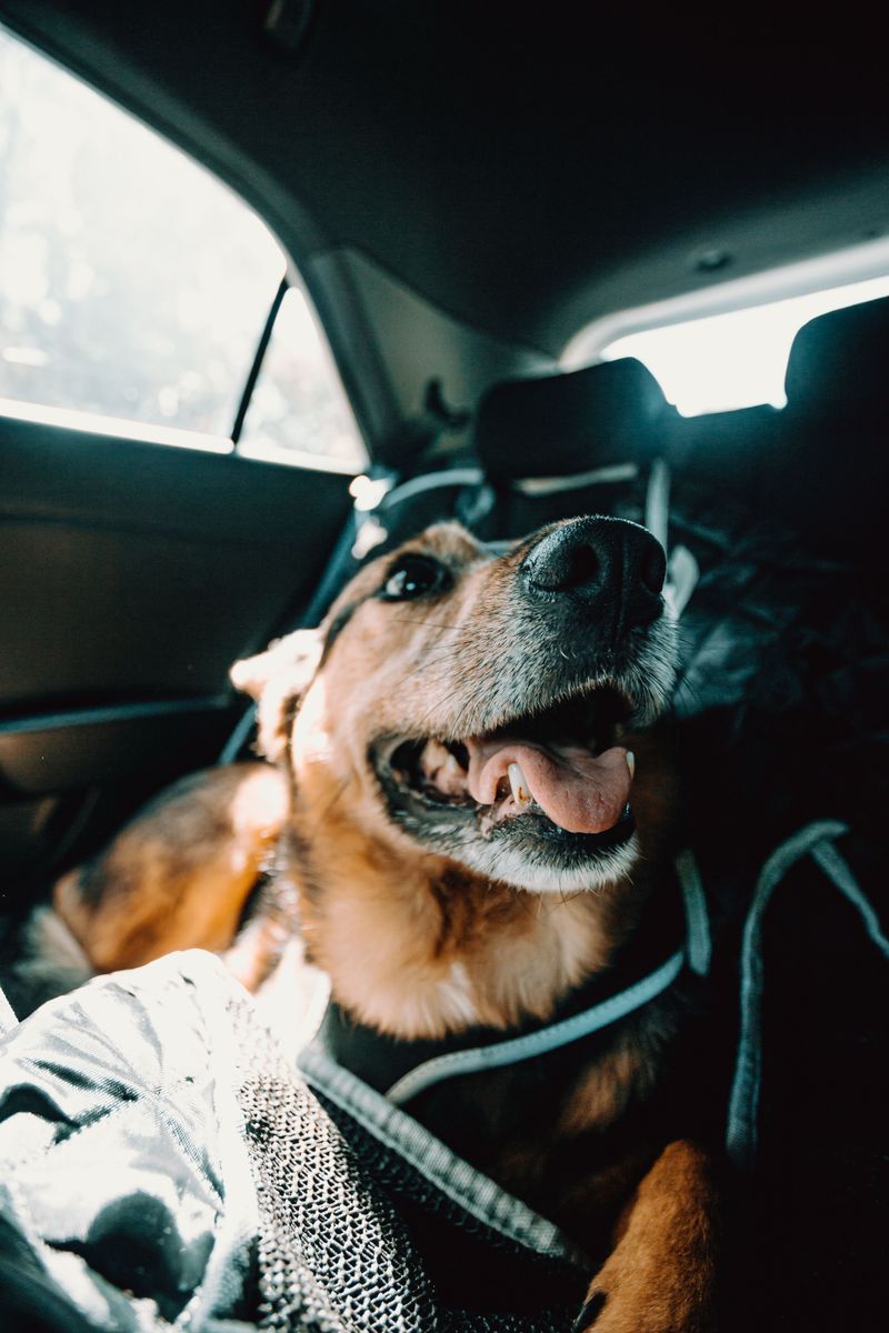 Make Car Travel Safer for Your Dog