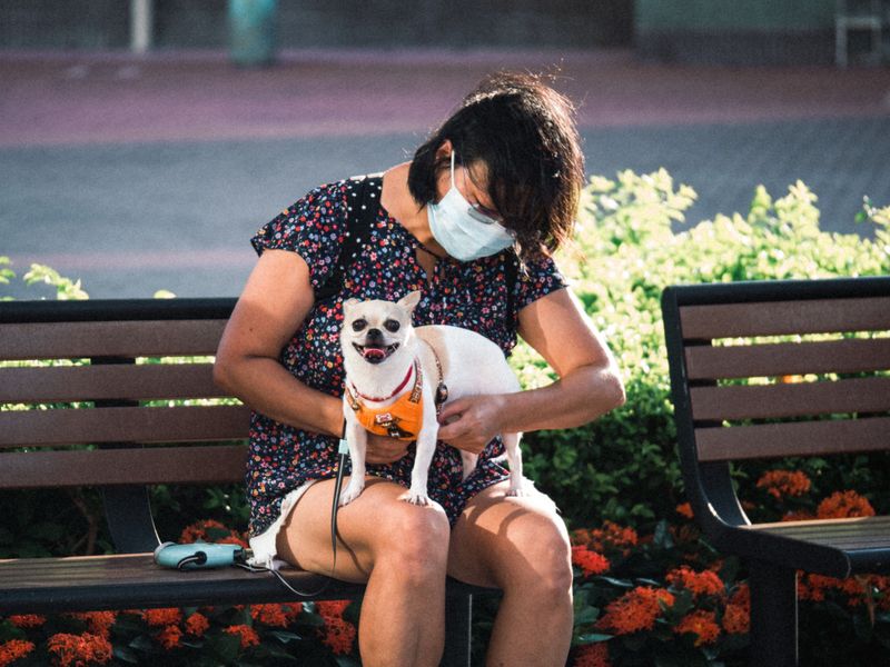 Budget for Hawaii's Pet Entry and Quarantine Fees