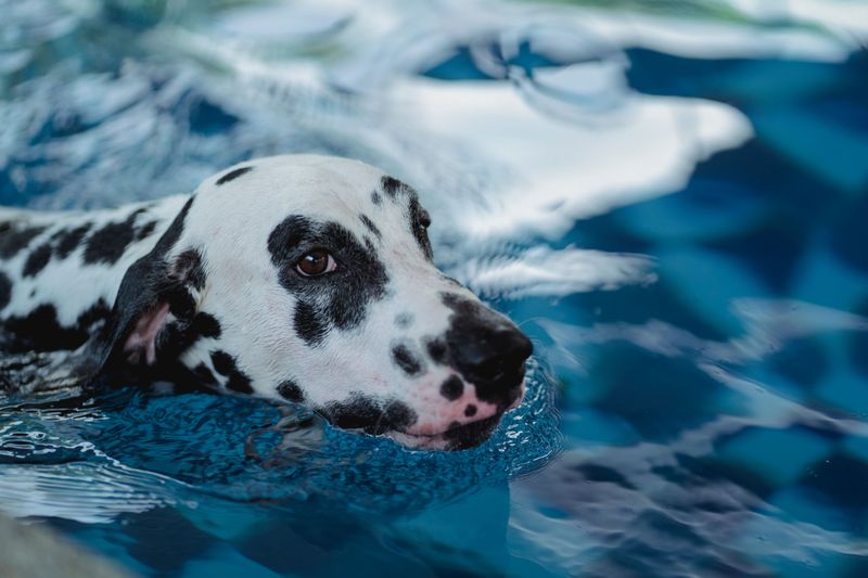 Give Your Dog Regular Breaks from Swimming to Prevent Exhaustion