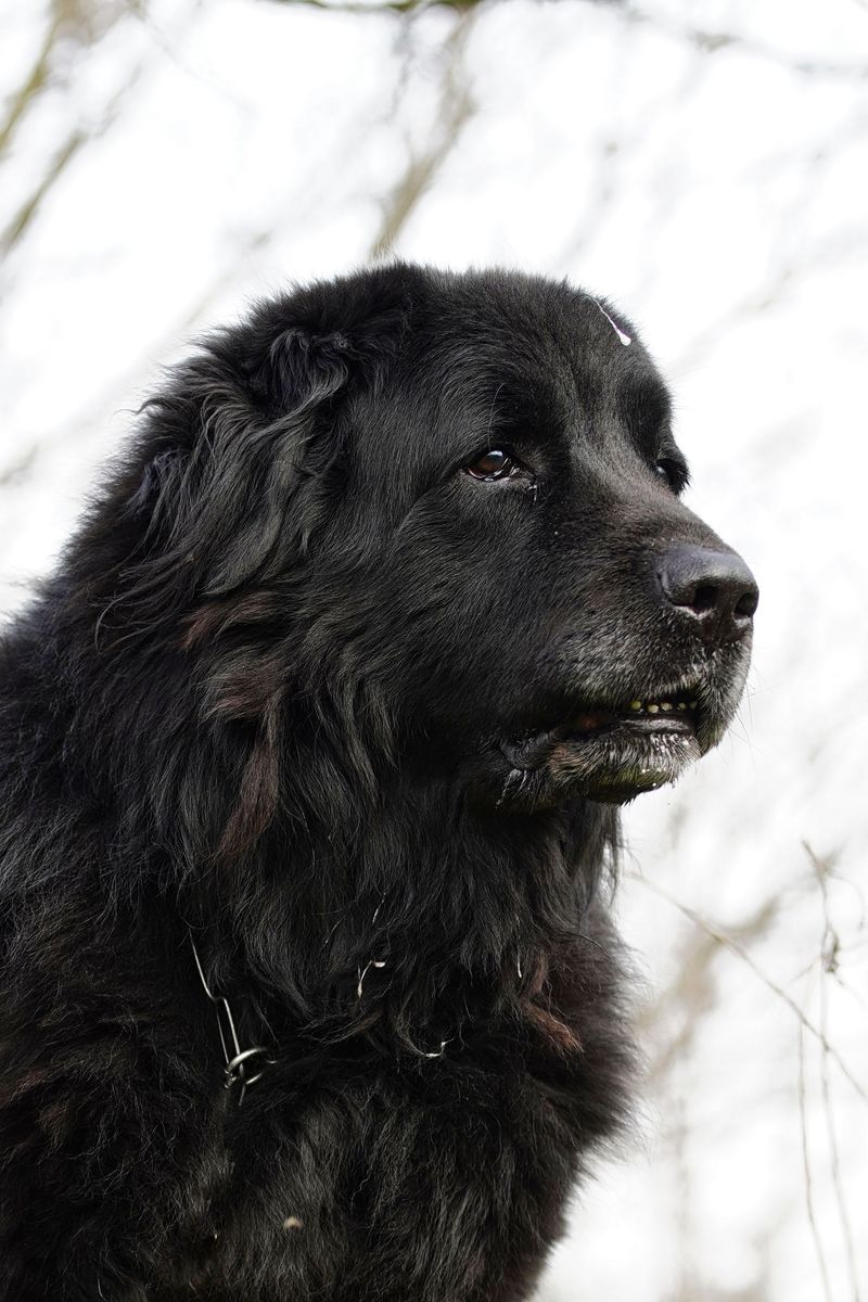Dark Or Dense Coats Hide Small Passengers