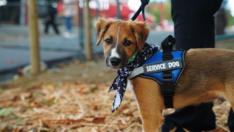 Service Dog Protections Come With Honesty Rules