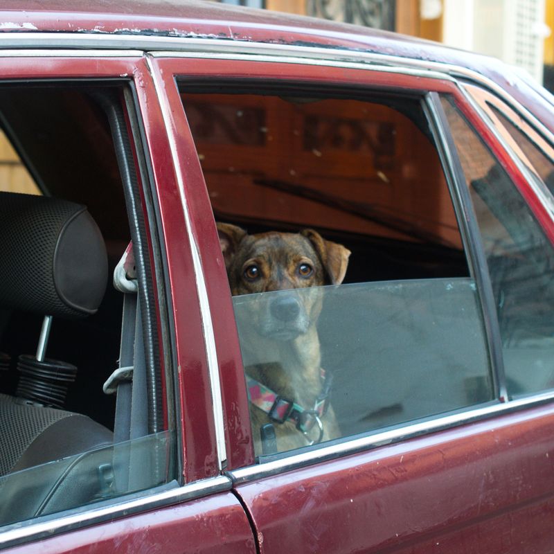 Never Leave Your Dog Alone in a Parked Vehicle