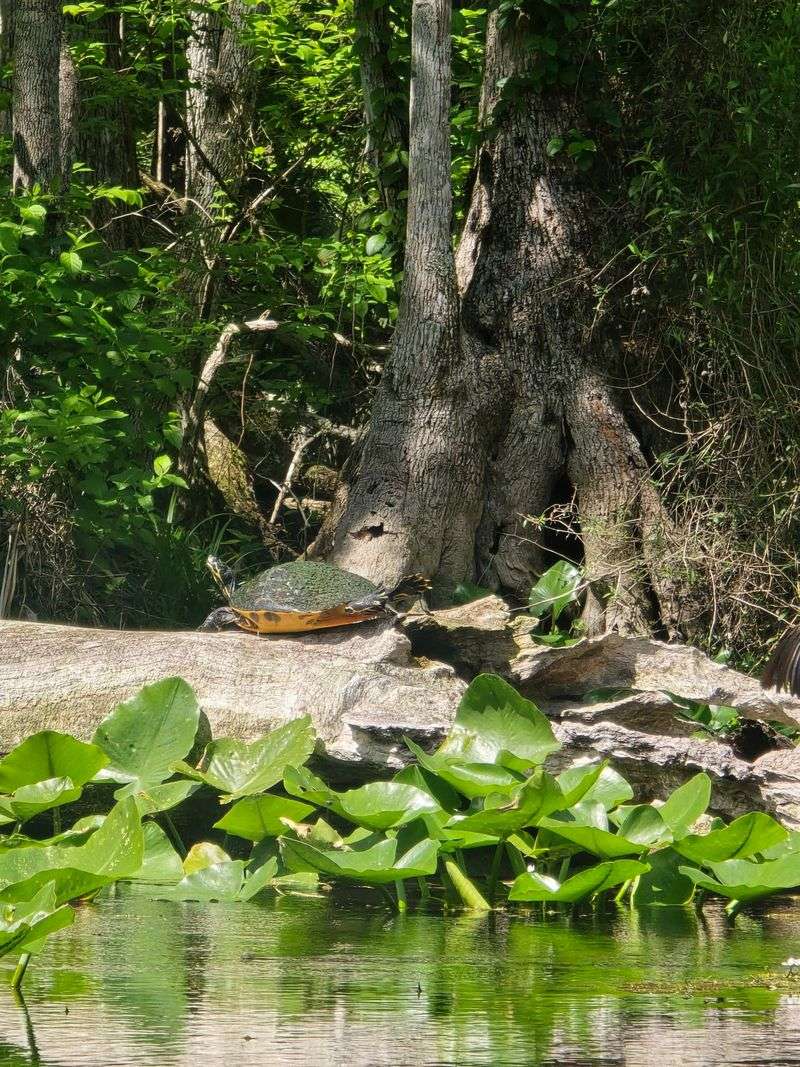 Look Out For Wildlife