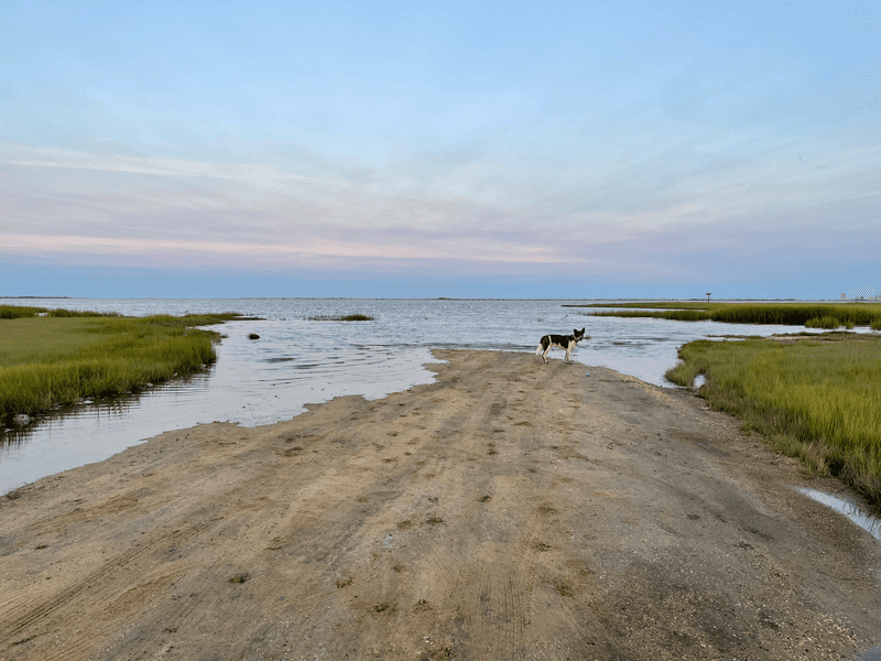Have a Backup Dog-Friendly Spot