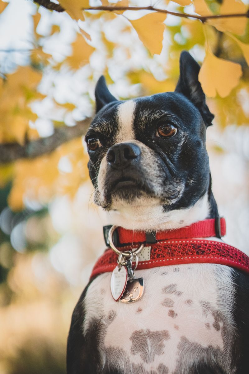 Boston Terrier