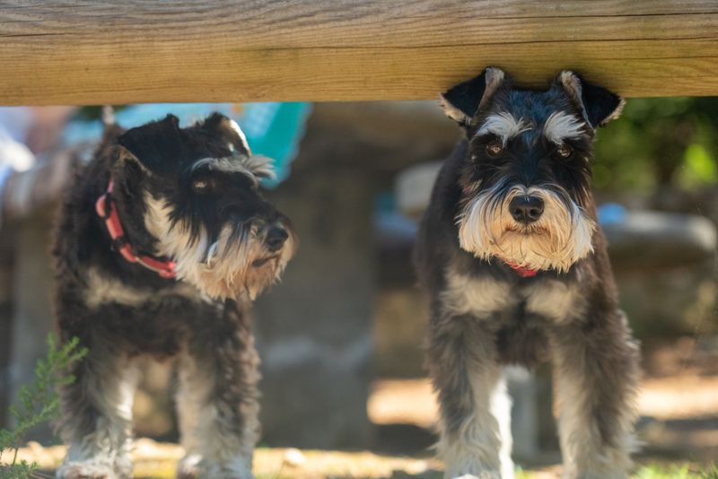 Miniature Schnauzers Bring Energy Without Requiring A Yard