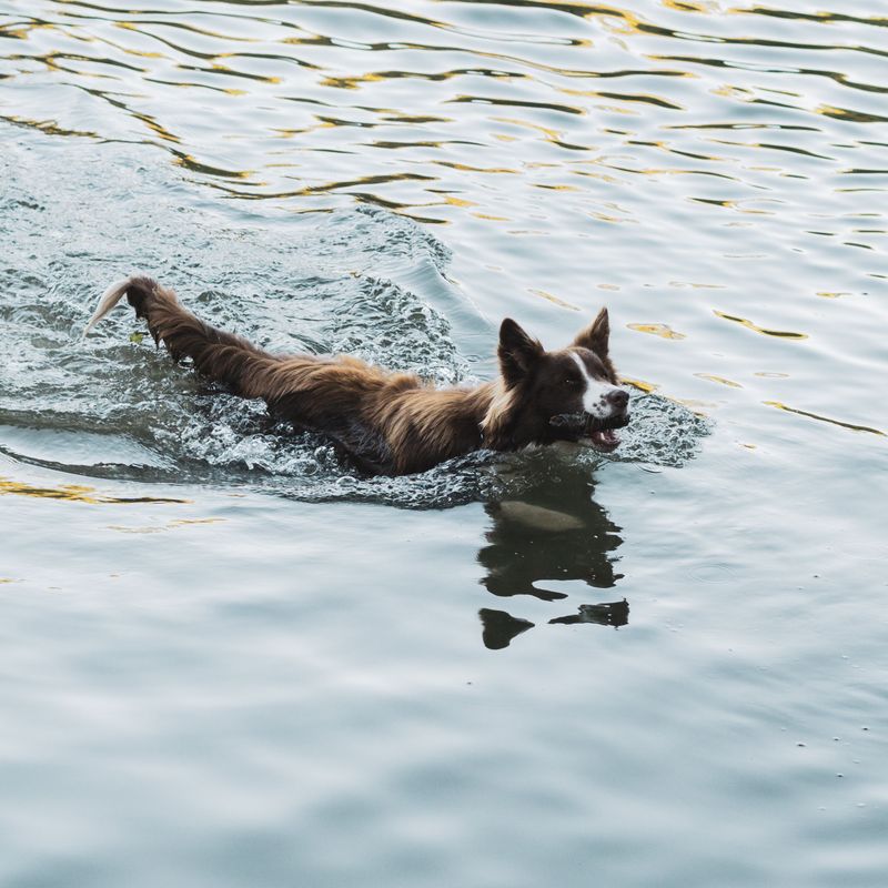 Limber Tail Often Follows A Long Cold Swim