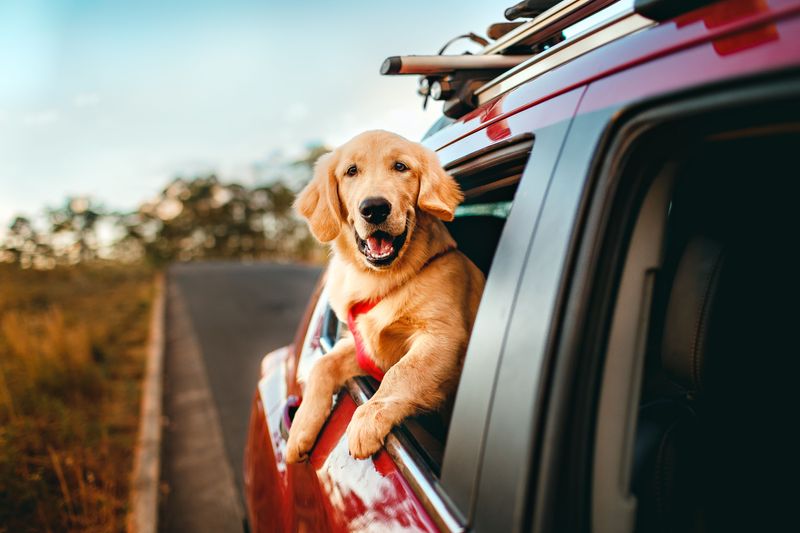Dogs Brought Into Ohio After July 1 May Qualify for a 90-Day Period