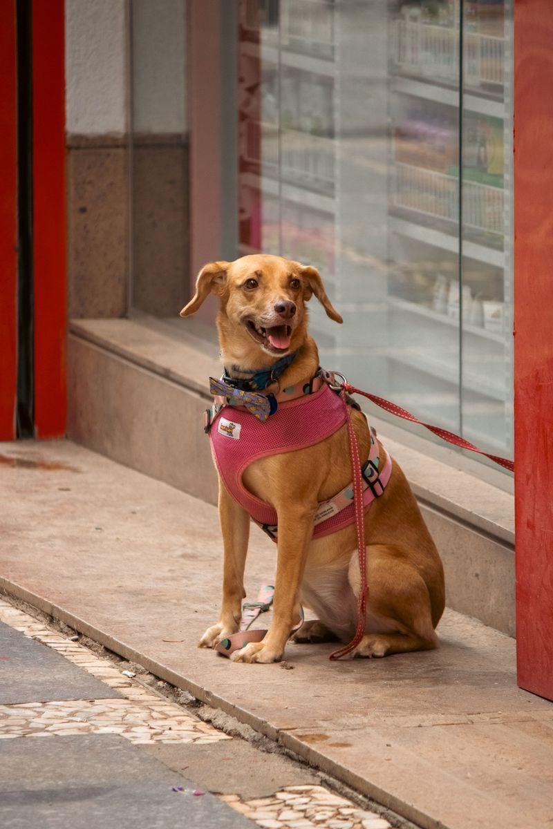 Collar Type Matters When a Dog Is Tethered