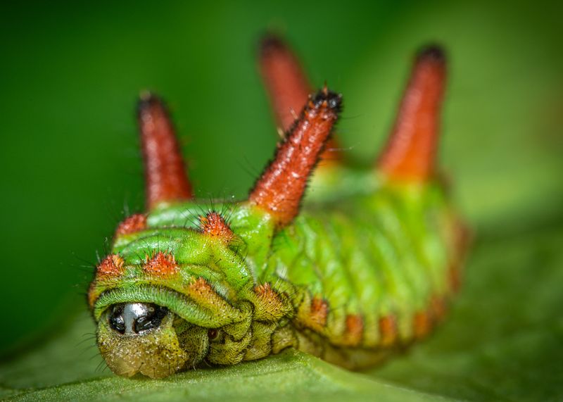 Saddleback Caterpillars