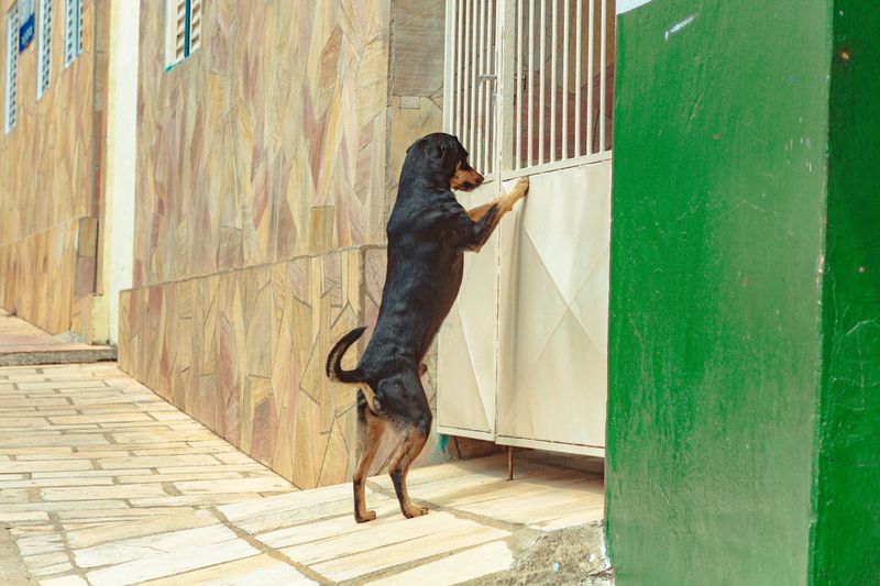 Escape Prevention Is Required for Aggressive Dogs
