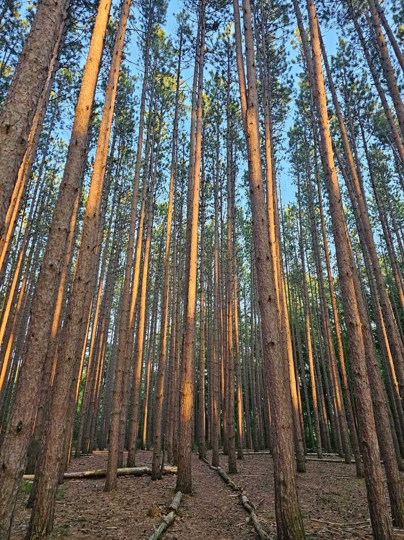 Oak Openings Preserve Metropark
