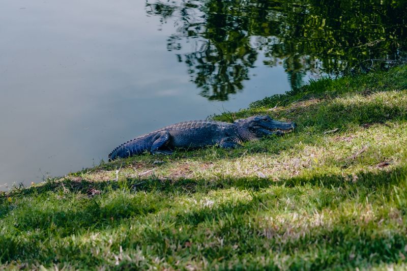 Spotted a Gator? Add Distance Right Away