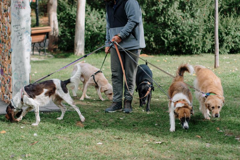 Dogs Must Be Confined or Under Control at All Times