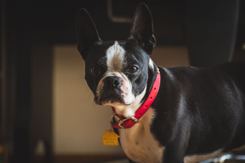 That Metal Tag Belongs on the Collar