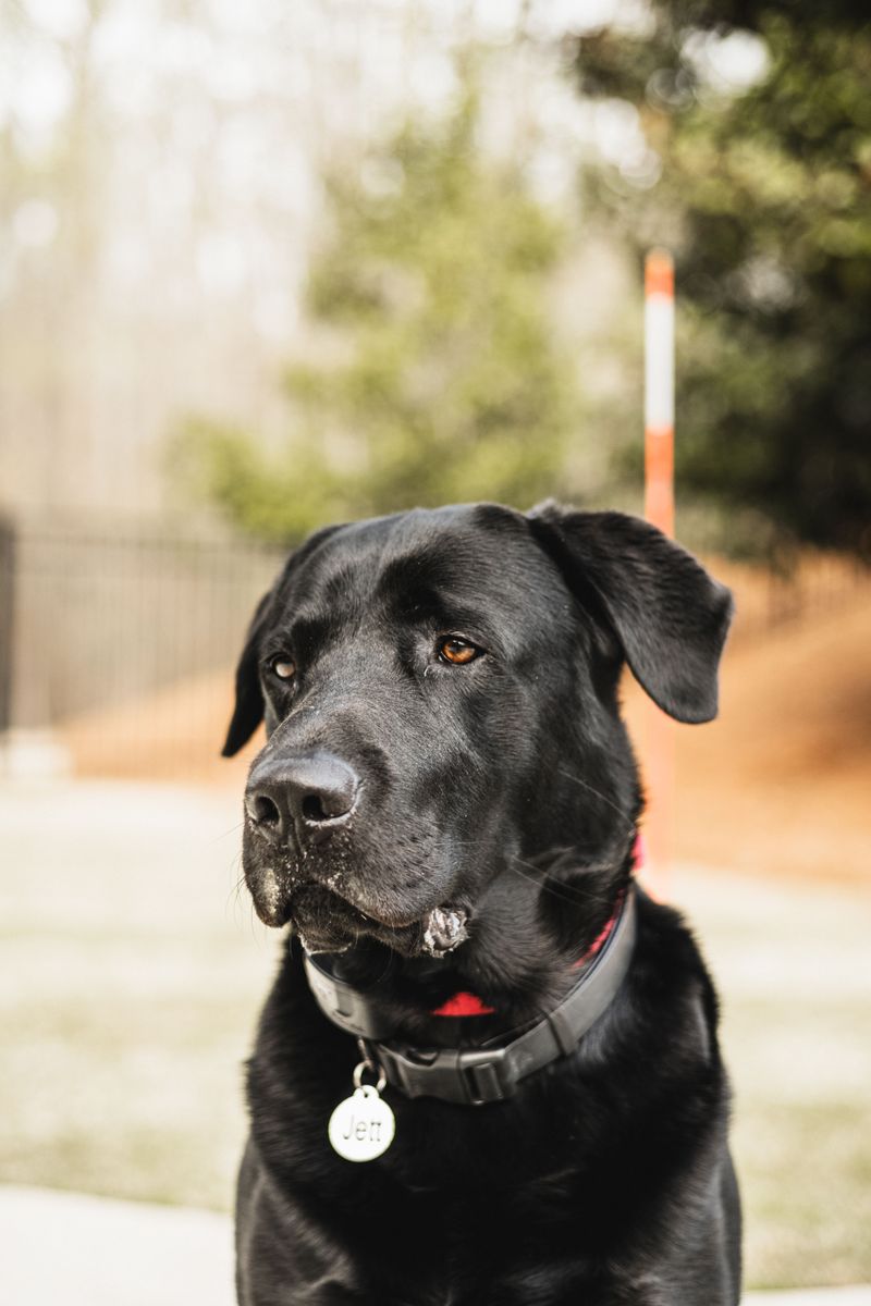 That Little Metal Tag Belongs on the Collar