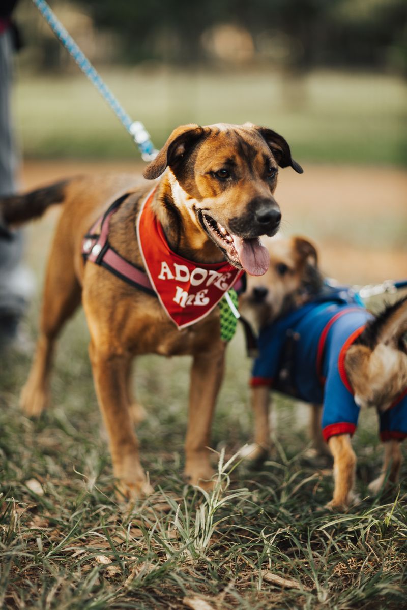 Ninety Days to Vaccinate a Newly Adopted Dog