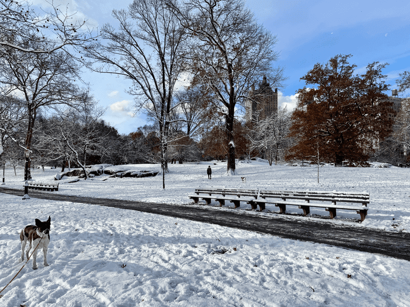 Leash Rules Can Apply Even in Public Parks
