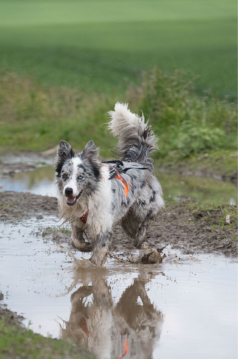 Watch Your Dog’s Paws During Muddy Walks