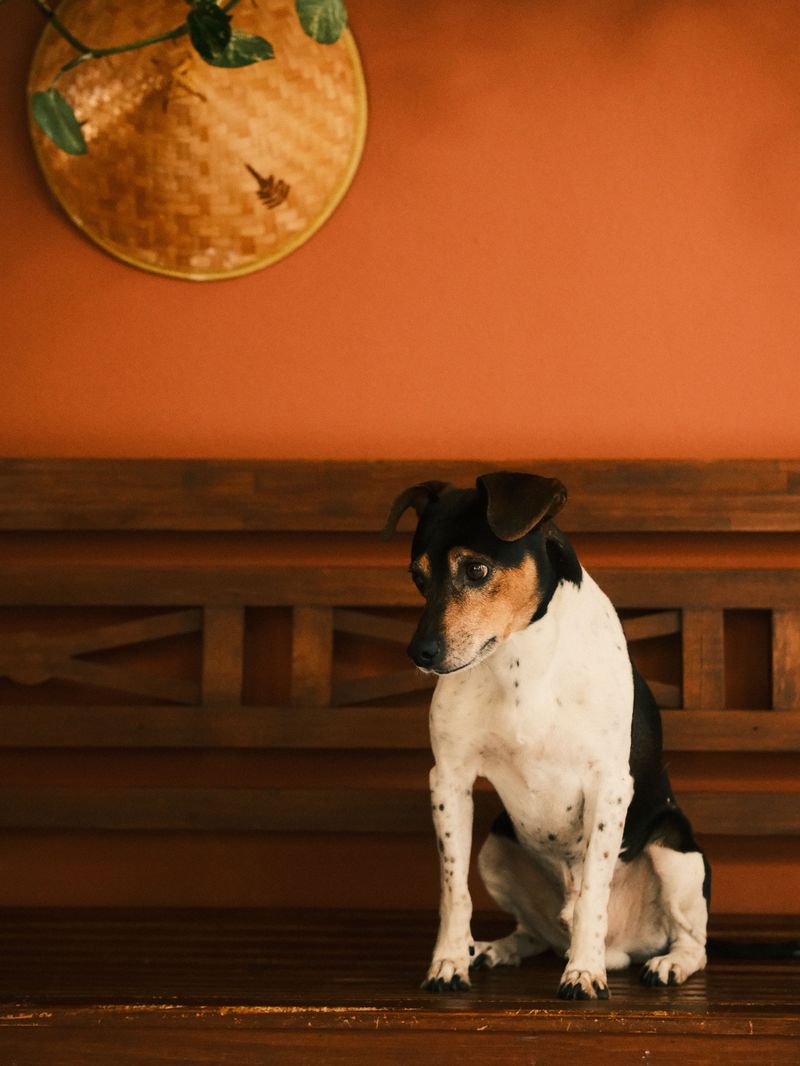 Teddy Roosevelt Terrier