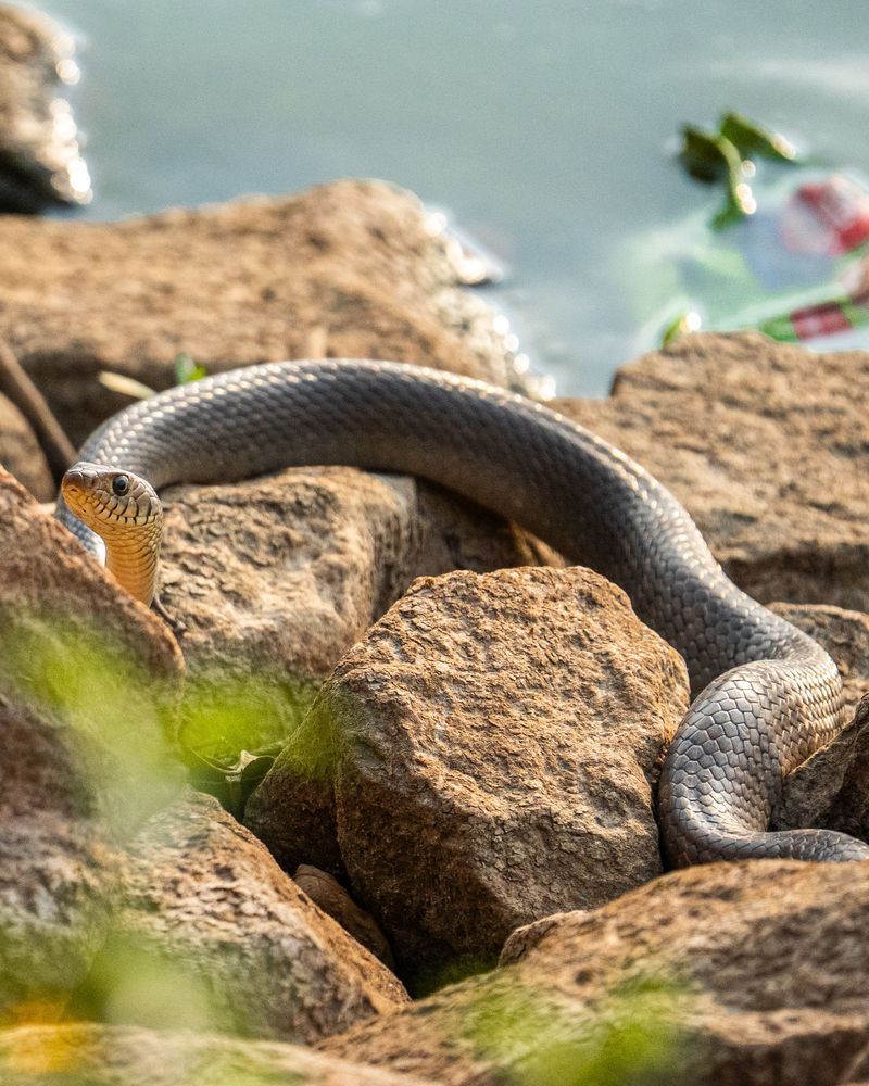 Near water, think cottonmouth country