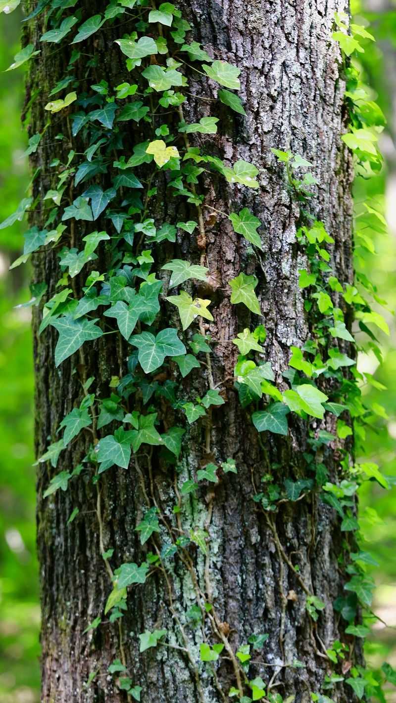 Poison Ivy Grows Practically Everywhere