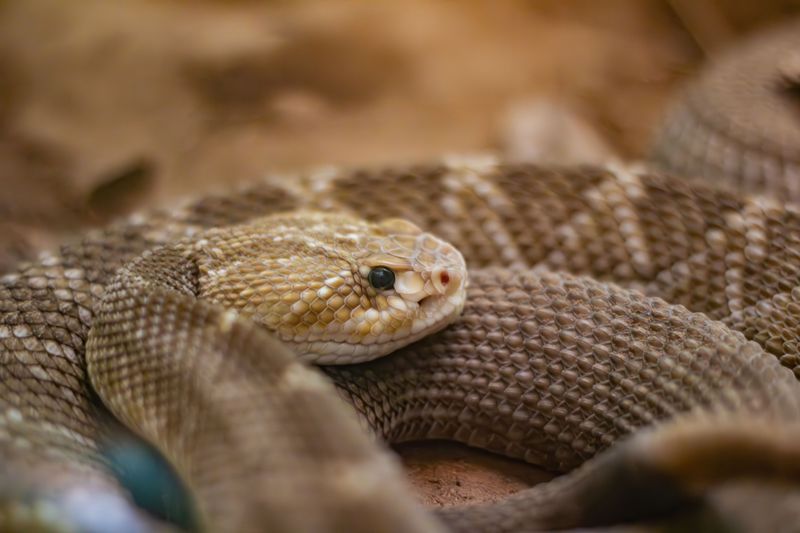 Temperature shapes when snakes move