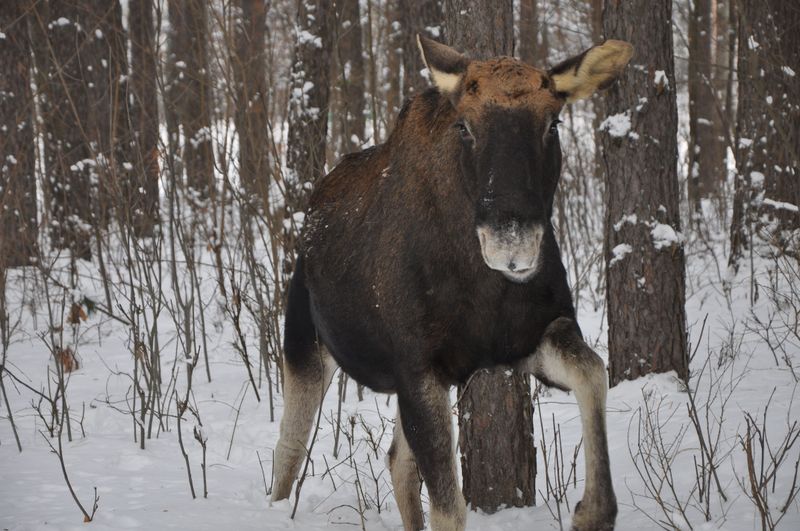 A Moose Walking Your Way Is Your Cue to Back Out