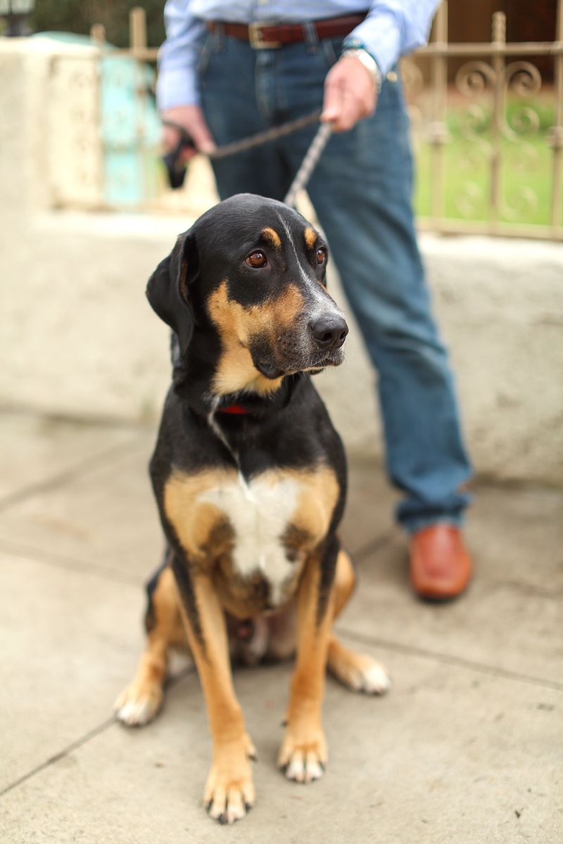 Choose the Right Leash or Carrier