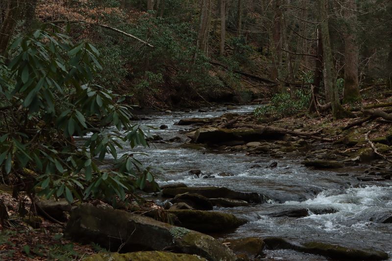 Slow Down Near Berries, Creeks, and Thickets